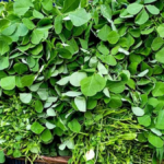 Methi Saag